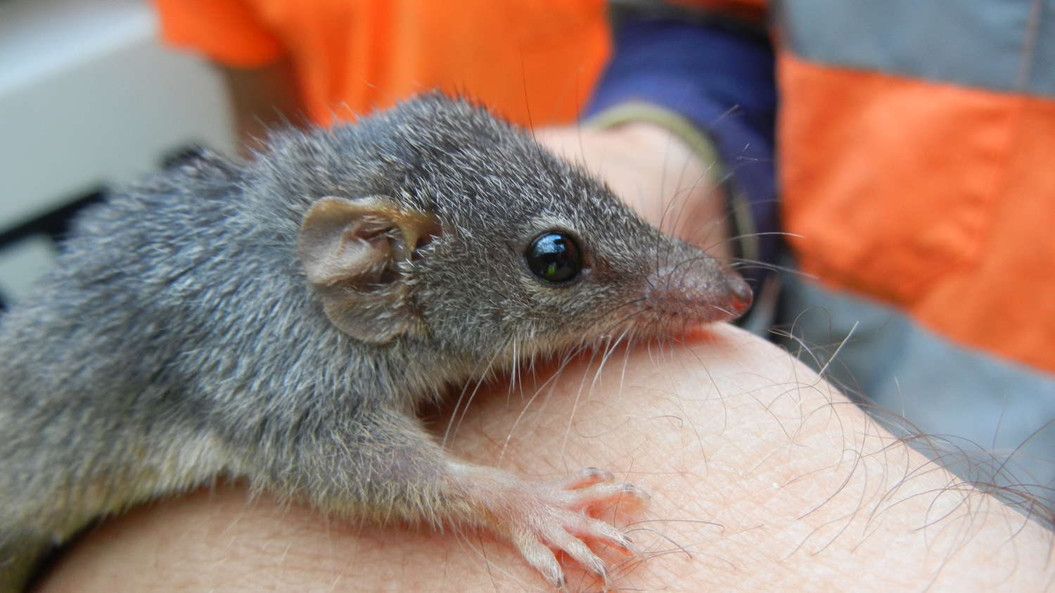Antechinus sp.