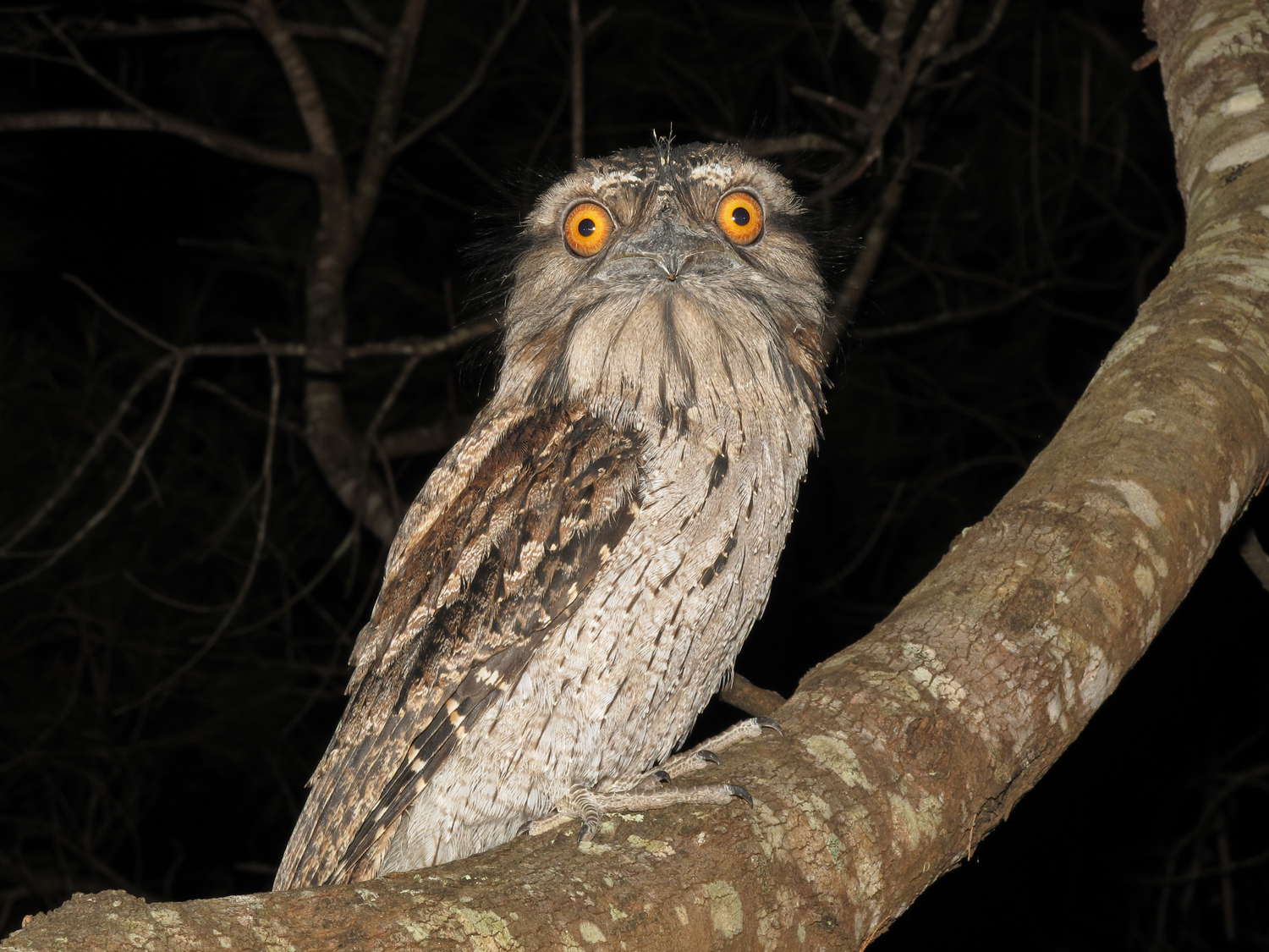 Podargus strigoides
