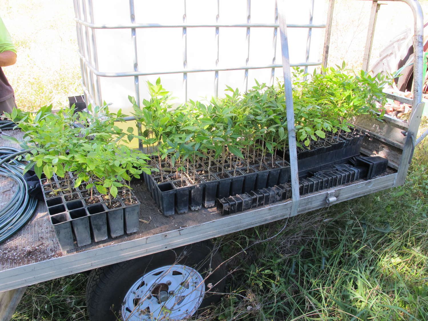 Seedlings